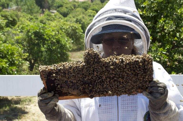 benefits of beekeeping