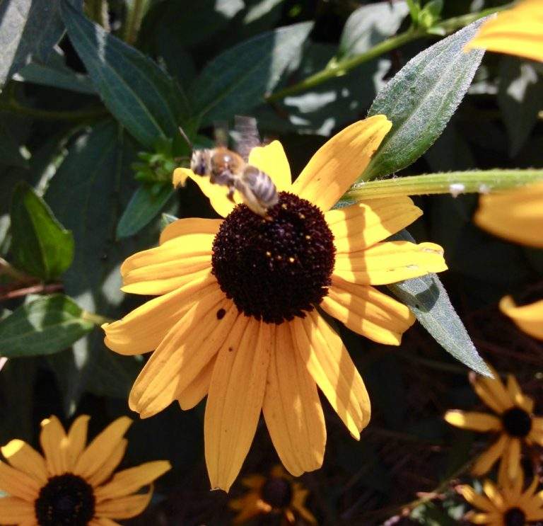 How_to_Make_a_Bee_Bath