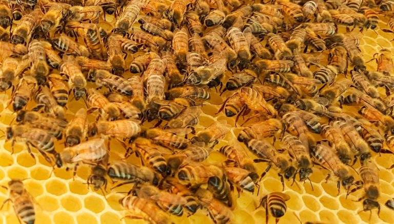 facts about honey bees