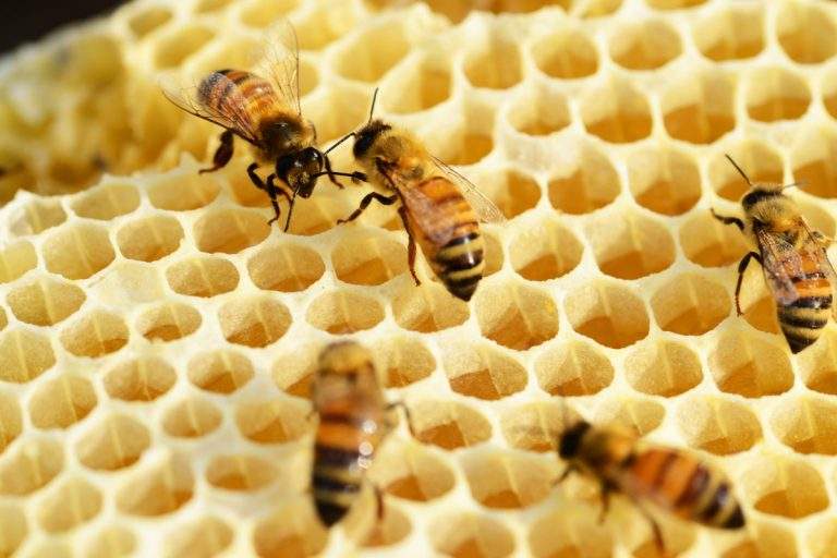 carniolan-bees