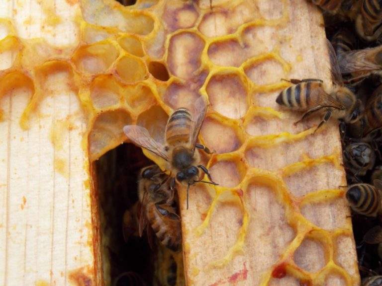 hOW BEES MAKE HONEY