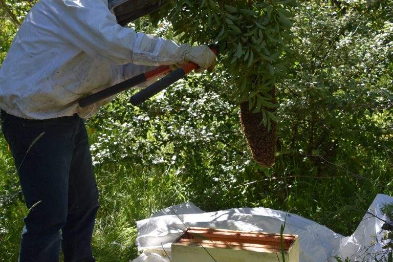 organic_beekeeping