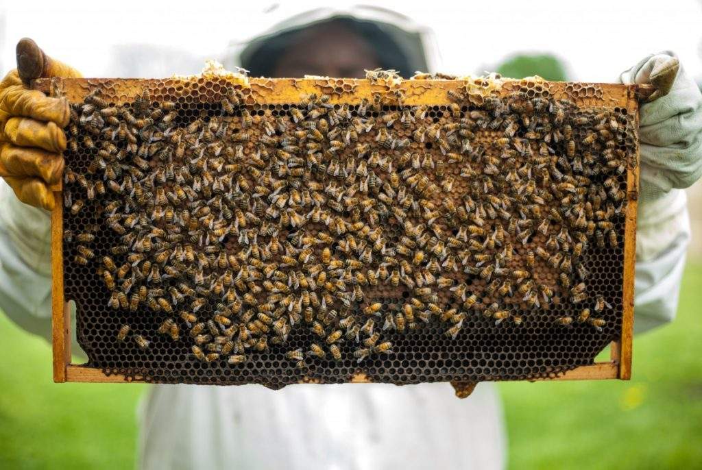 Raising Bees for Honey
