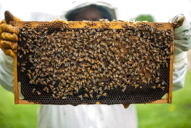 Raising Bees for Honey