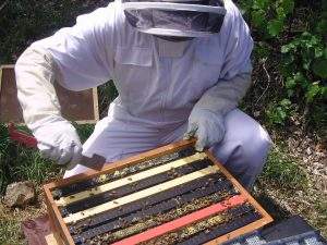 Raising_Bees_for_Honey