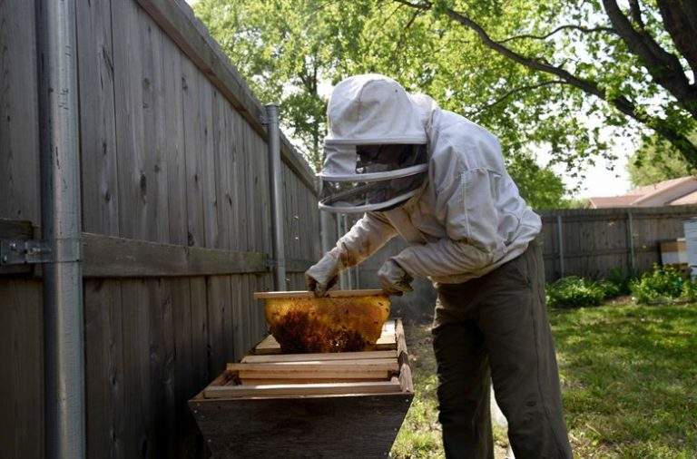 backyard_beekeeping
