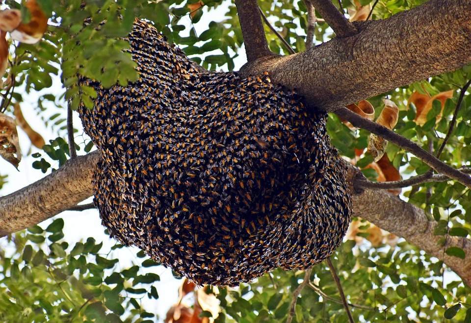 Capturing_a_Bee_Swarm