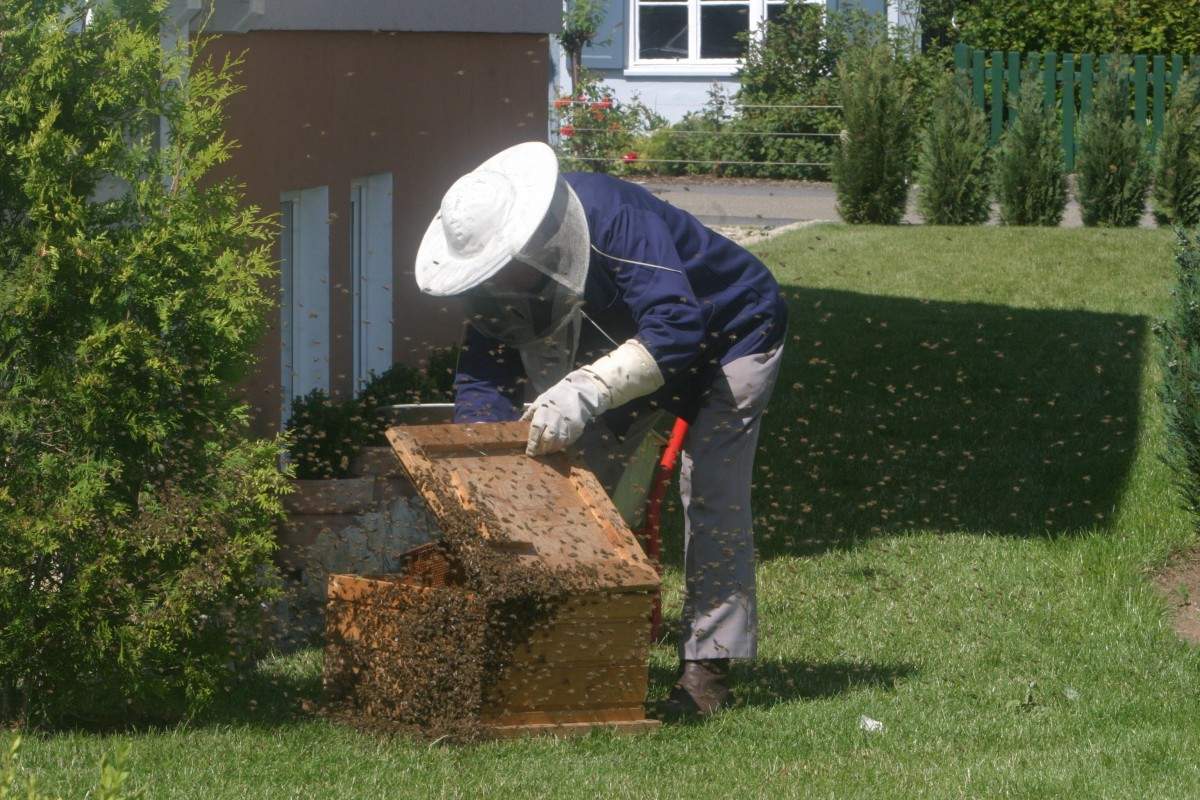 backyard_beekeeping