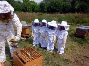organic_beekeeping