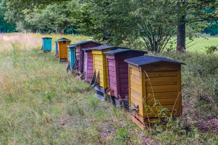 organic beekeeping