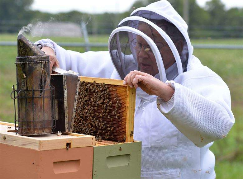 beekeeping_basics