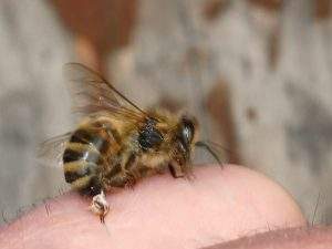 beekeeping_basics