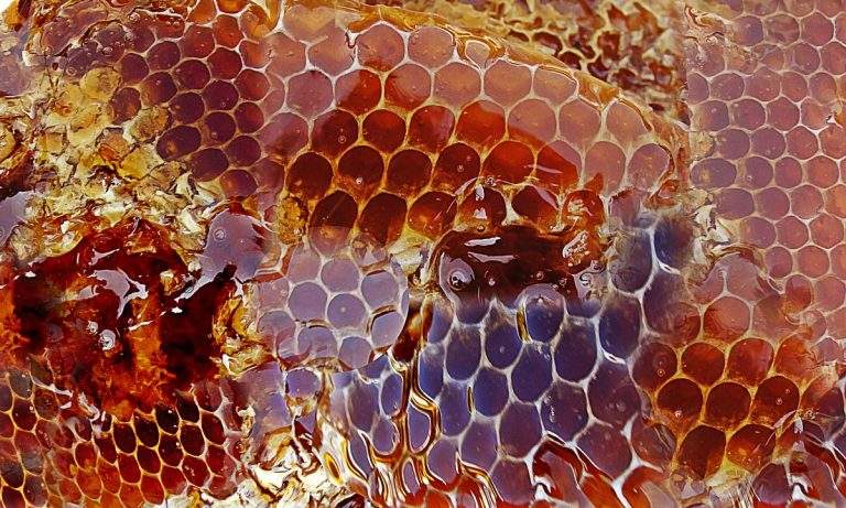 organic_beekeeping