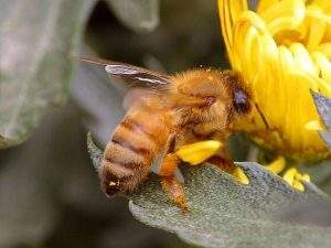 how-to-help-bees