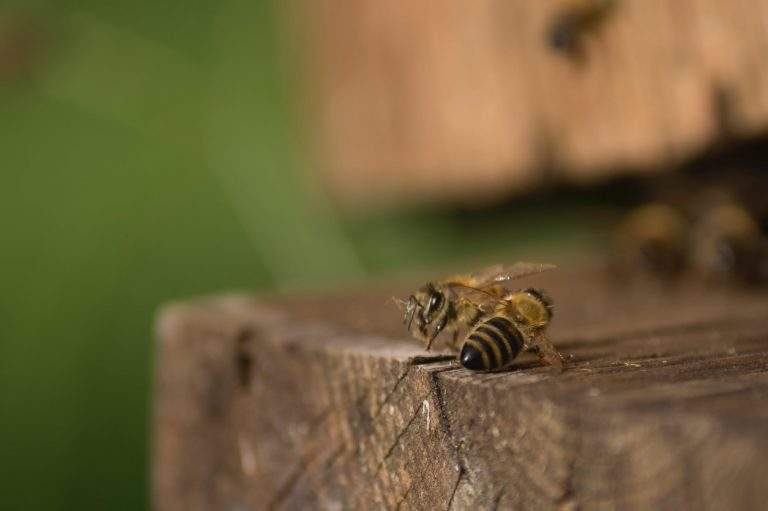 honey_bee