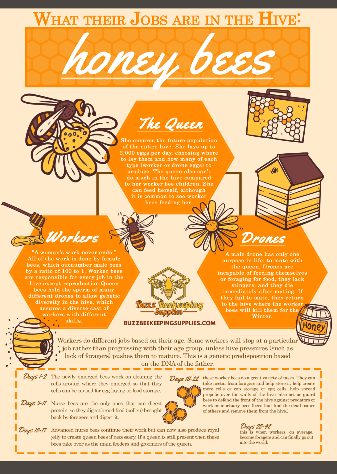 How Honey Bees Work in the Hive Buzz Beekeeping Supplies