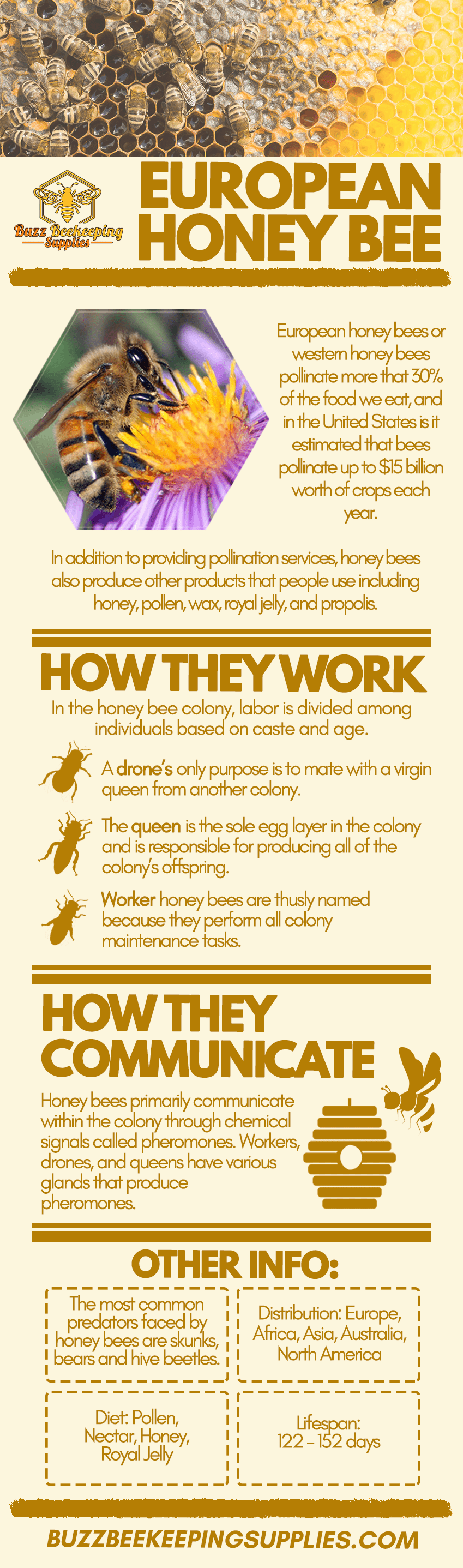 European Honey Bee - Buzz Beekeeping Supplies