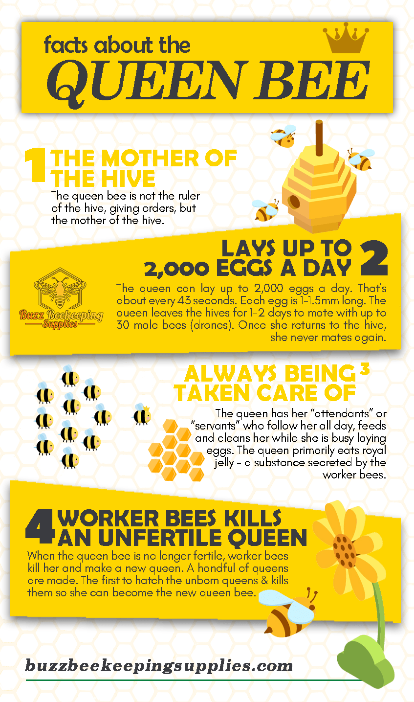 Facts about the Queen Bee Buzz Beekeeping Supplies