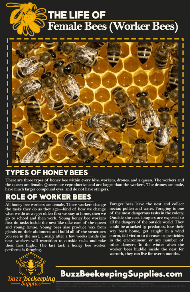 The Life of a Worker Bee in the Hive (Female Honey Bees)
