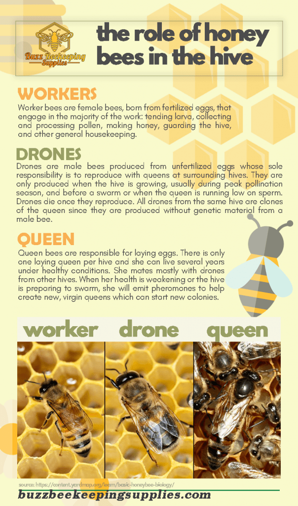 types of honey bees in the hive