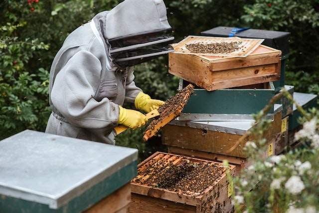 Texas beekeeping supply