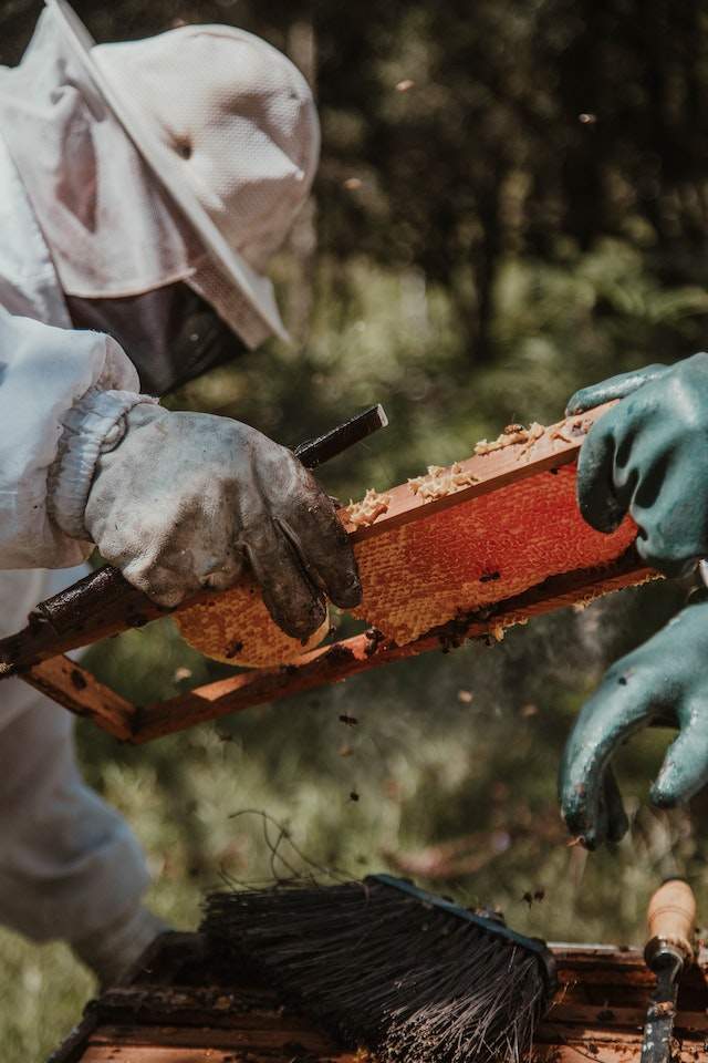 Beekeeping Supplies Georgia