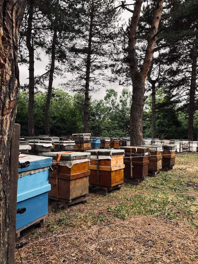 beekeeping supplies in Arizona