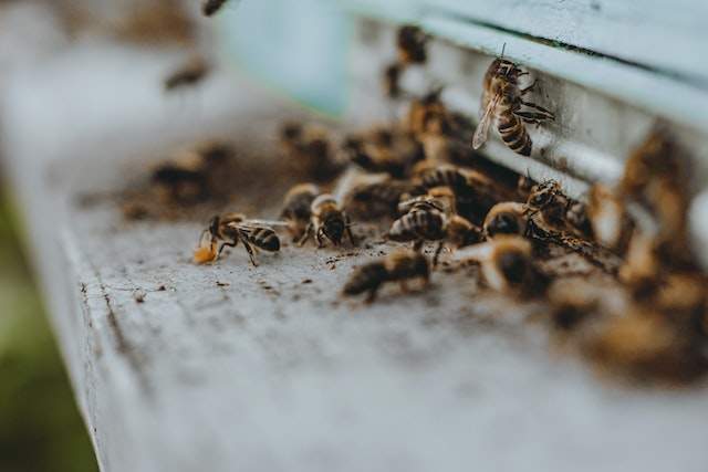Beekeeping Supplies California