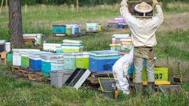 Best Time to Start Beekeeping