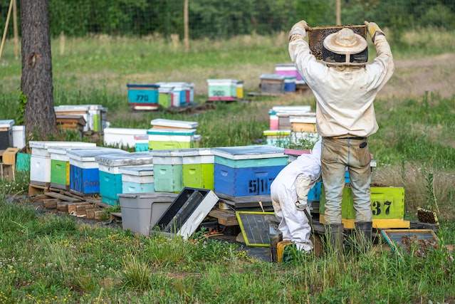 Best Time to Start Beekeeping