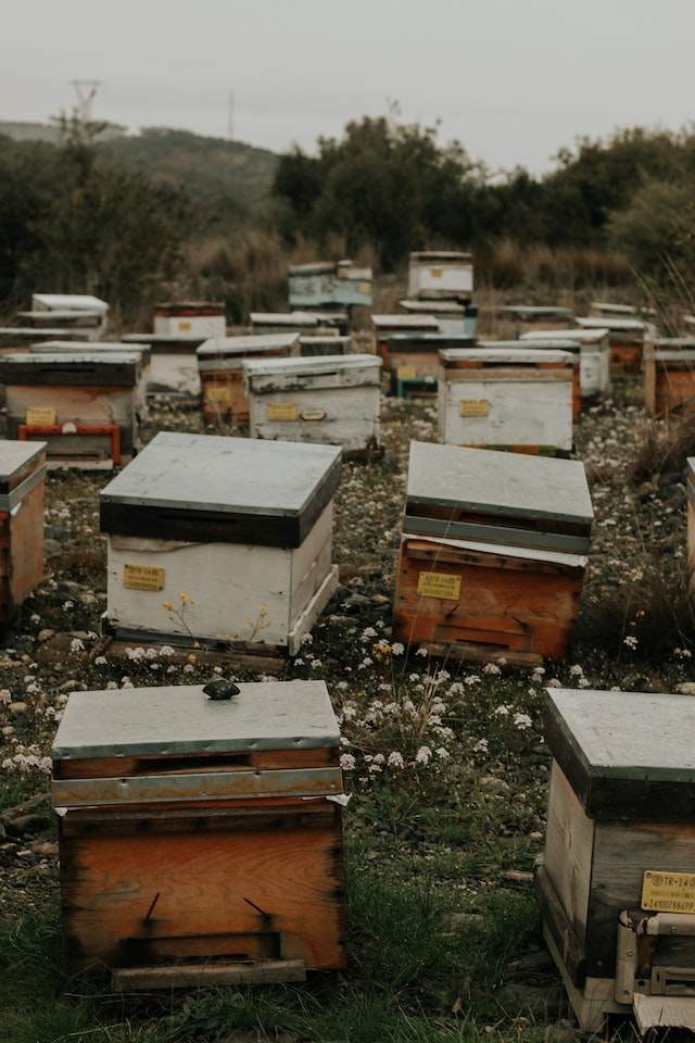 how start beekeeping