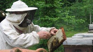 minnesota beekeeping