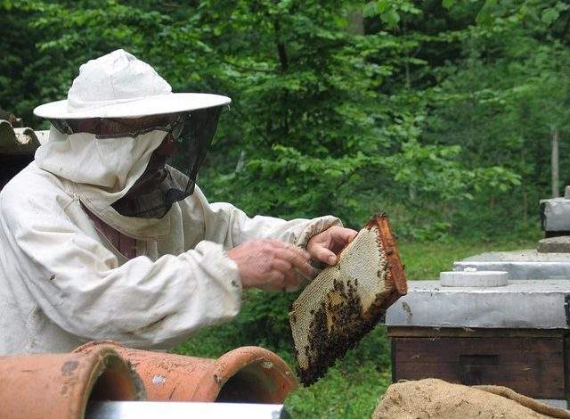 minnesota beekeeping