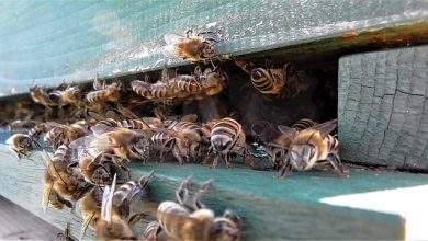 North Carolina beekeeping