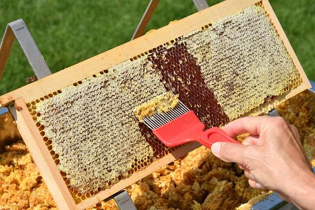 beekeeping 101