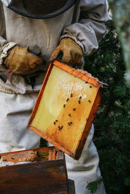 Michigan beekeeping