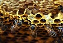 start beekeeping