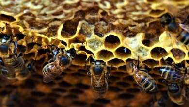 start beekeeping