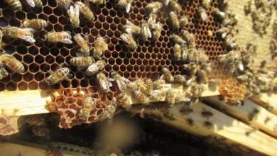 Beekeeping Supplies Nebraska