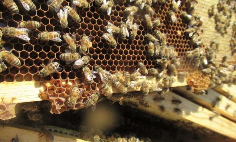 Beekeeping Supplies Nebraska
