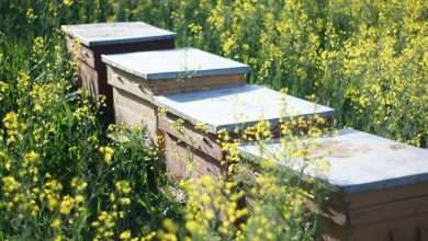 beekeeping supplies in Beekeeping Supplies Alabama