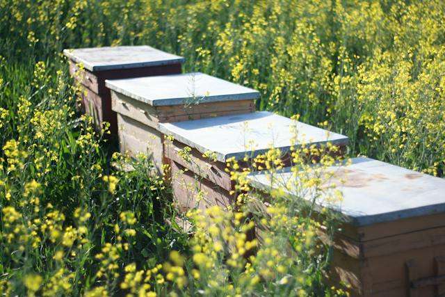 beekeeping supplies in Beekeeping Supplies Alabama