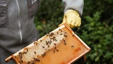 beekeeping supplies in Tennessee