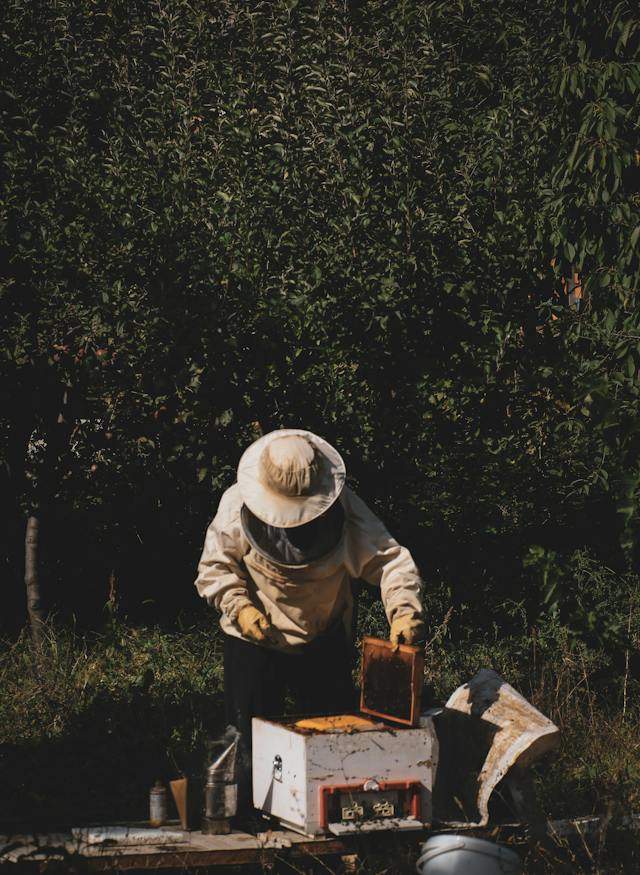 beekeeper supplies Beekeeping Supplies Alabama