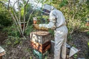 beekeeping guidelines