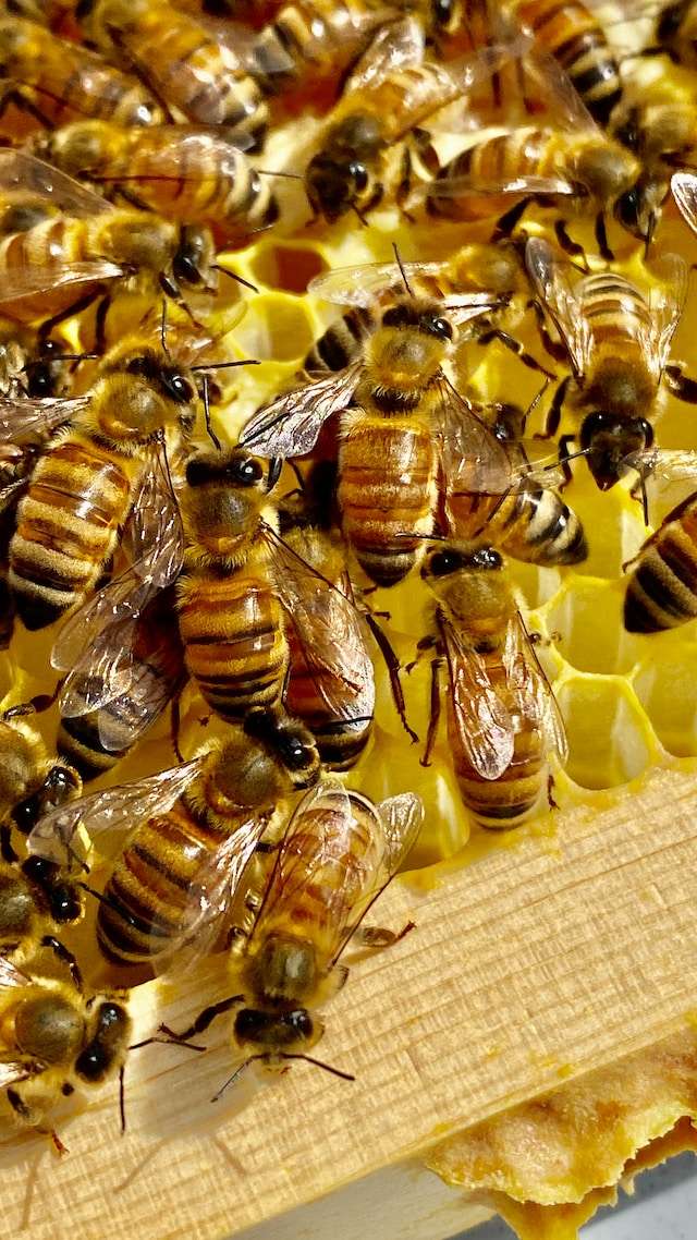 Beekeeping Supplies Arkansas beekeeping supply