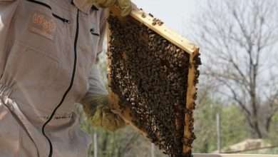 Beekeeping Supplies Massachusetts beekeeping supply