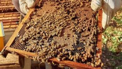 bee supplies in Beekeeping Supplies Beekeeping Supplies Illinois