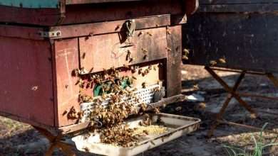 beekeeping supplies in Beekeeping Supplies Indiana
