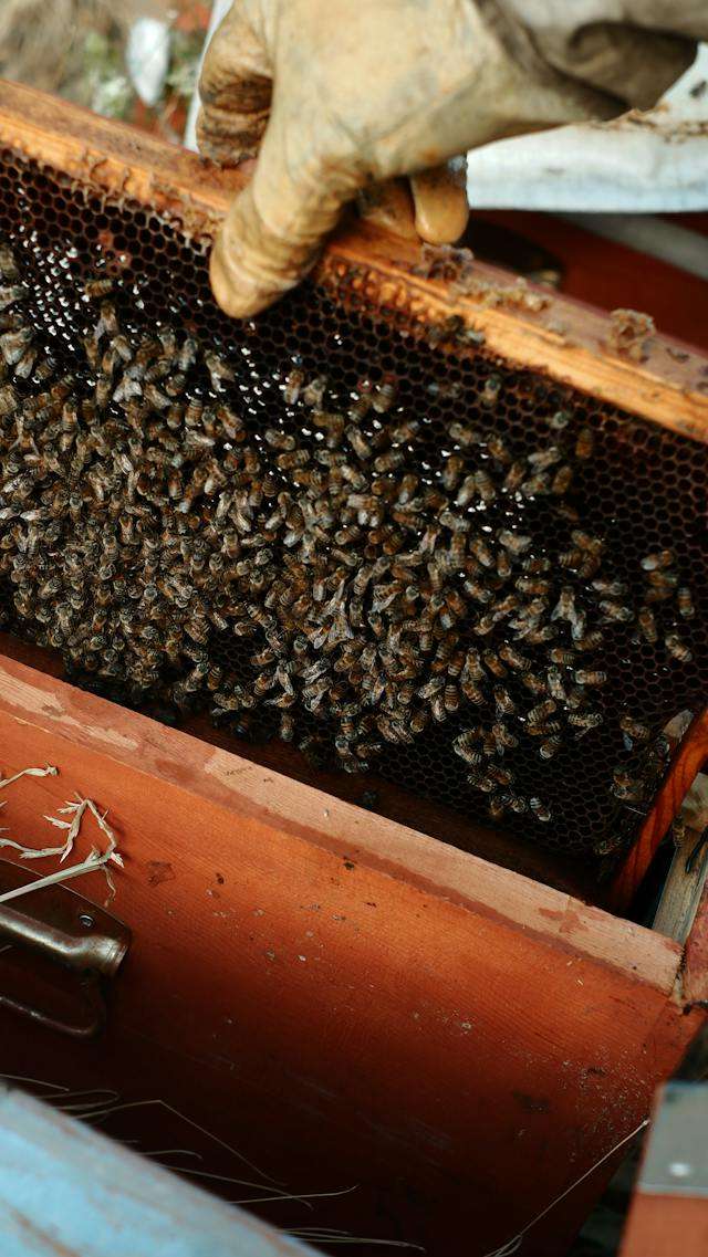 beekeeper supplies Beekeeping Supplies Maine